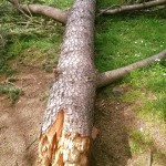 Albero Monumento2