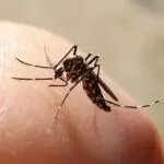 Primo caso umano di West Nile Virus in Veneto: scattano controlli e misure di prevenzione nel Veronese