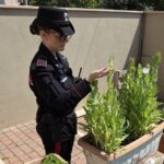 ANZIO | Dieci piantine di oppio nel giardino di casa, denunciati due fratelli