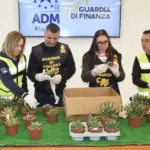 ROMA | Traffico illecito di piante esotiche rare: blitz di finanza e dogane negli aeroporti di Fiumicino e Ciampino