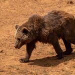 ROMA | Dalla Regione 270 mila euro per proteggere l’orso bruno marsicano