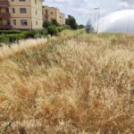 APRILIA | Il paradosso di via Tiberio: il Comune ordina di tagliare l’erba, ma l’area pubblica resta tra le sterpaglie