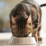 ROMA | Estate e animali domestici, dagli esperti dieci consigli per proteggere la salute di cani e gatti