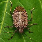 ROMA | Cimice asiatica, al via il rilascio della vespa samurai per difendere le colture agricole