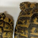 CIVITAVECCHIA | Tartarughe protette nascoste nel doppiofondo di un furgone: scatta il sequestro