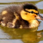 LATINA | Gli anatroccoli tornano al laghetto di Parco San Marco: domenica una festa tra natura, laboratori e volontariato