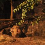ROMA | Bioparco al Tramonto: serate speciali tra animali, racconti e attività per tutta la famiglia
