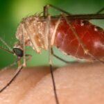 SANITA’ | West Nile, 71enne di Latina ricoverato in gravi condizioni al Policlinico Gemelli
