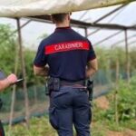 SERMONETA | Lavoro agricolo irregolare: denunciati tre imprenditori. Contestate violazioni per appalto illecito e sicurezza