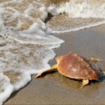 ROMA | Fortuna torna in mare, la giovane Caretta caretta liberata dopo un mese di cure