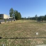 APRILIA | Progetto LIFE BEEadapt al Parco Europa, gli attivisti del M5S chiedono verifiche sugli interventi realizzati