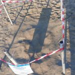 FORMIA | Tartarughe Caretta caretta, eccezionale nido a Gianola scoperto soltanto dopo la schiusa