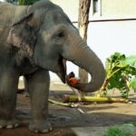 ROMA | Ferragosto al Bioparco tra attività educative e pasti degli animali