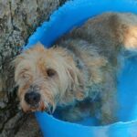 TERRACINA | Ondate di calore, in vigore l’ordinanza per tutelare gli animali d’affezione