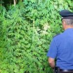 ROMA | Sorpreso di notte mentre annaffia 15 piante di marijuana: arrestato 65enne