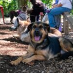 Adozione-Cani-Filetto3
